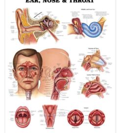 Hope Ear Nose and Throat Clinic